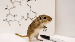 Gerbil Testosterone