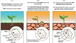 How Plants Adapt to Drought