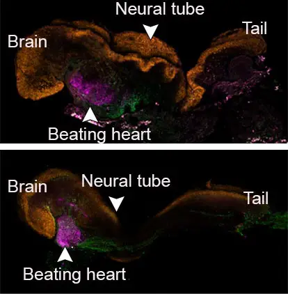 Mouse Embryo Day 8