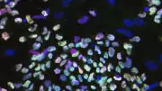 Naive Embryonic Stem Cells