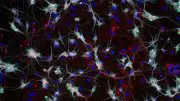 Researchers Find Evidence That ALS and SMA Could be Treated With a Common Drug